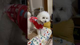 この後暴れます　#shorts  #shortsvideo  #shortvideo