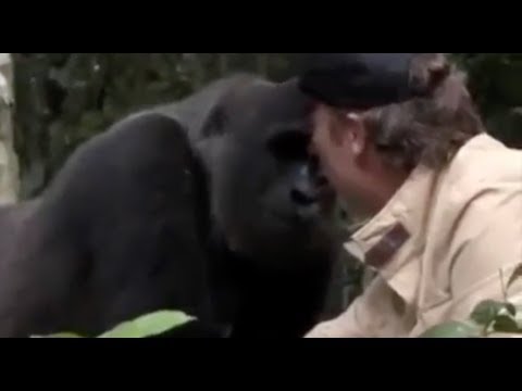 Tutti lo avevano messo in guardia di non incontrare il gorilla selvaggio