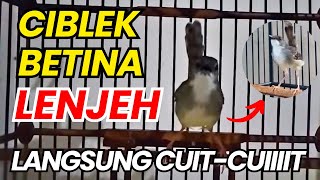 Download lagu FULL CIIT-CIIITT PANJANG RAPET CIBLEK KRISTAL BETINA AUDIO JERNIH 100% COCOK MASTERAN CIKRIS JANTAN mp3 Download lagu FULL CIIT-CIIITT PANJANG RAPET CIBLEK KRISTAL BETINA AUDIO JERNIH 100% COCOK MASTERAN CIKRIS JANTAN mp3