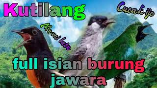 Download lagu Kutilang Gacor full isian,cucak ijo dan murai batu||Masteran untuk bahan@audiobird mp3 Download lagu Kutilang Gacor full isian,cucak ijo dan murai batu||Masteran untuk bahan@audiobird mp3