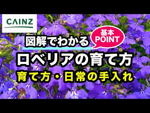 ロベリア トゥパ