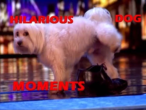 BRITAIN'S GOT TALENT: HILARIOUS DOG MOMENTS | DAVID FUNNY MOMENTS