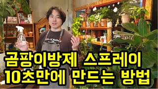 식물 곰팡이 쉽게 방지하기