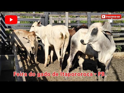 FEIRA DE GADO DE ITAPOROROCA - PB. ✅27/07/2026✅