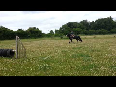 harry jumping tyres with jasmin. lovely 16.1hh draught x gent .
