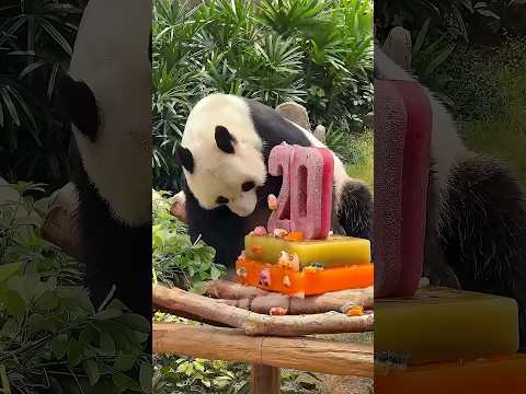 zookeeper celebrate panda's birthday.#cat #cats #catvideos