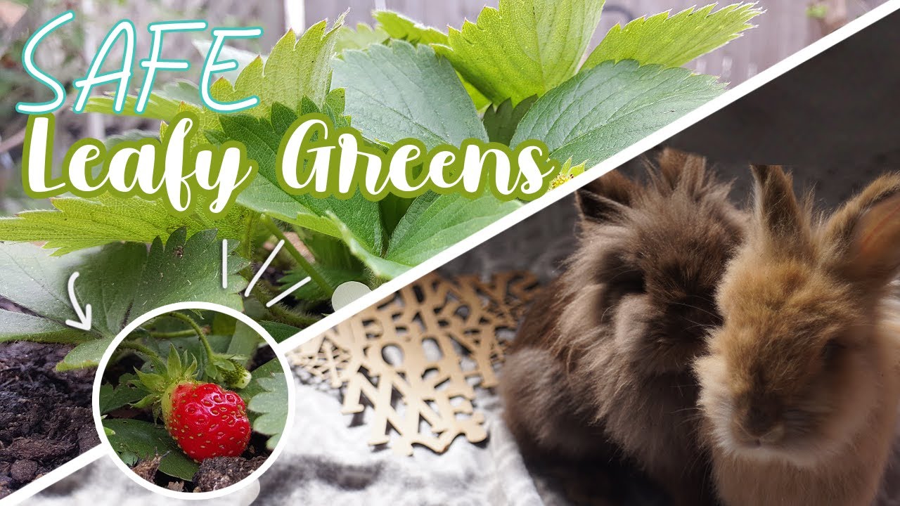 Safe leafy greens for rabbtis