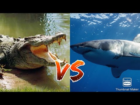 Great White Vs Crocodile