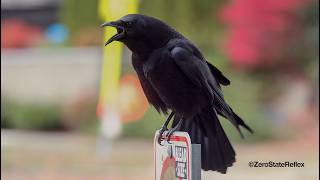 Crows Can Balance AND Caw On Whatever They Want!