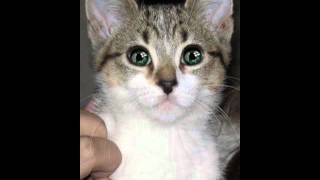 Jon Masters is a pussy