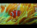 Aquarium 4K VIDEO (ULTRA HD) 🐠 Beautiful Coral Reef Fish - Relaxing Sleep Meditation Music #14