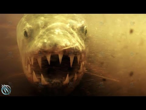 GOLIATH TIGERFISH ─ Demon Fish that Kills Crocodiles