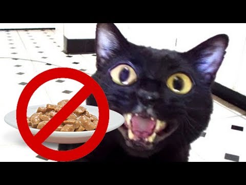 Ep. 12.5 - A injustiça felina (Legendado)