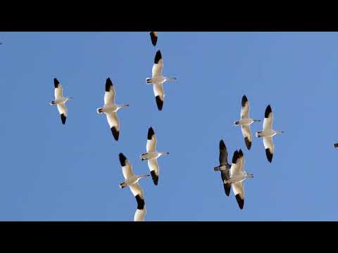 Birding Rockport & Whooping Cranes New Year 2023