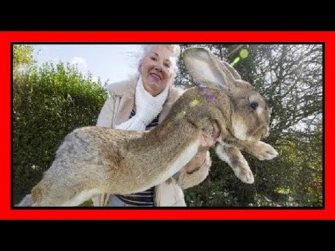 Darius è il coniglio più grande del mondo, ma suo figlio...