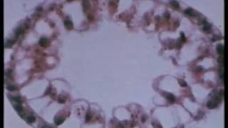 le Cellule (parte 1/2)