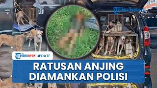 109 Anjing Diamankan Imbas Tewasnya Bocah di Jasinga Bogor, 4 Lainnya Mati Kehabisan Oksigen