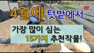 4월에 텃밭에서 가장 많이 심는 15가지 추천 작물! #주말농장 텃밭에서 4월에 심는 작물 #4월에 모종과 …