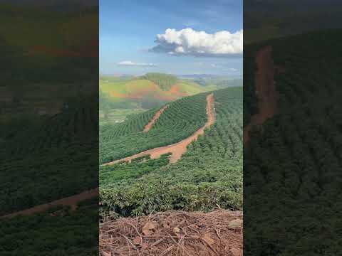 Plantação de café em São Domingos das Dores MG