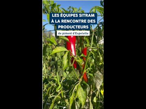 À la rencontre des producteurs - Piment d'Espelette