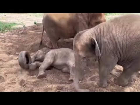 How the top ten baby elephants of 2025 play