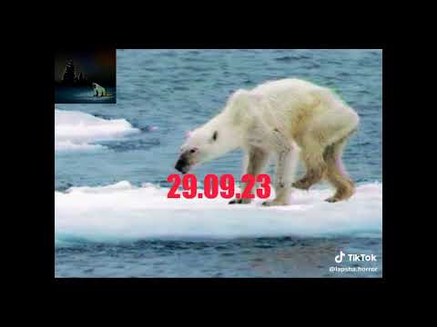 10 Creepy Polarbear Video Comparisons #2 - 29.09.23 (All from Tiktok)
