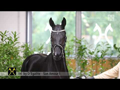 Verden Stallion Licensing 2021 - Dressage -  Nov. 4-6 - No. 14 Stallion by D'Egalite - San Amour I