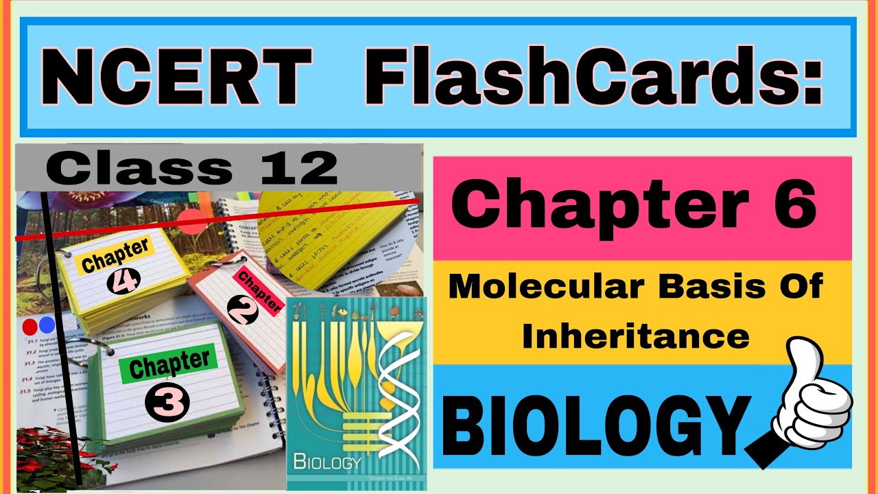 NCERT Flashcards : Chapter 6 / Molecular Basis Of Inheritance/ class 12 / Biology/ by Neerja