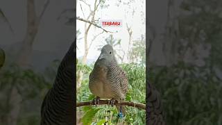 Download lagu Suara Burung Perkutut Terbaru 2026 mp3