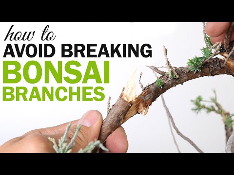 3 Tips on How to Avoid Breaking Bonsai Branches when Bending