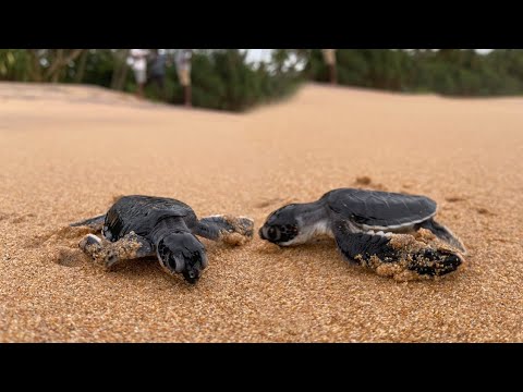 New Born Baby Turtle's First Steps ! CEYLON TURTLE TALES