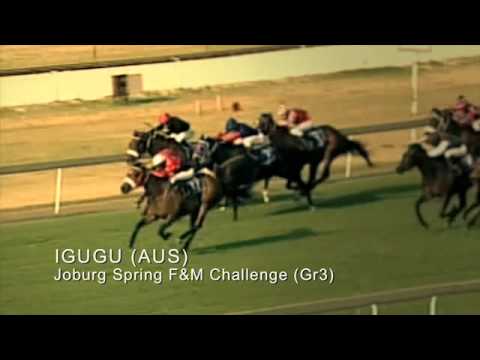 IGUGU : EMPERORS PALACE READY TO RUN SALE