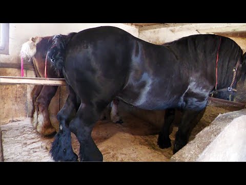 Armăsarii lui Dorin Farcaș de la Bilca - Suceava 2023