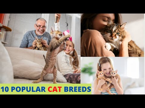 10 Most Popular Cat Breeds In The World 2021
