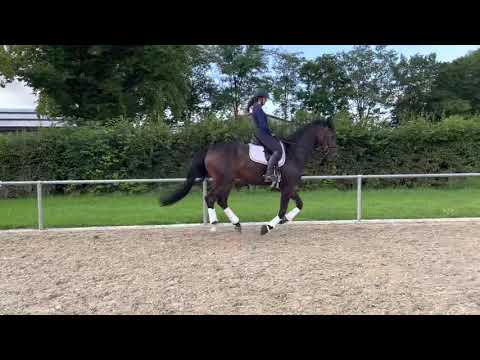 Iceman by Asgard’s Ibiza