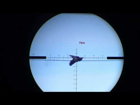 Fx impact m3 25 cal.  Adventures of Crow and Magpie :-)