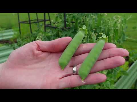 How and When to Harvest Sugar Snap Peas