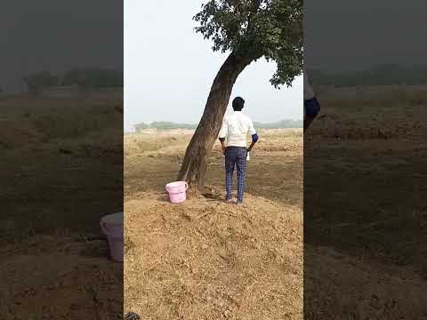 TERMITE Medicine in Plant #youtube #short