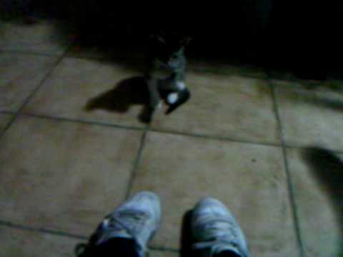 Cuccioletto di gatto che gioca con la busta =)