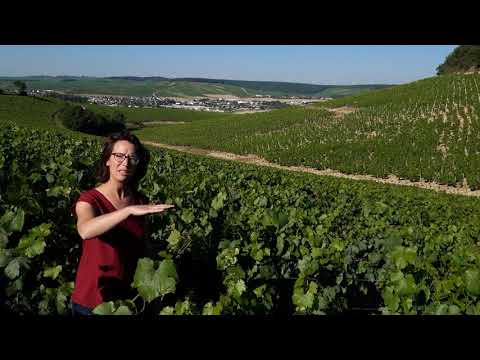 Chablis Envers de Valmur (français)