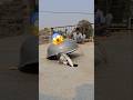 The Pigeon Ran Away Pigeon Viral Video Pigeon Kabutar Birds Trending Shortsfeed Shorts