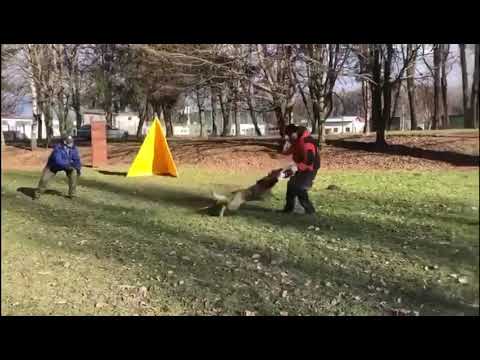 Pyra z Jukasu - protection training - 7 months