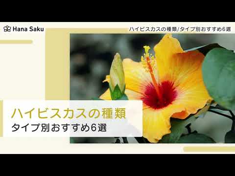 ハイビスカス・シリアカス