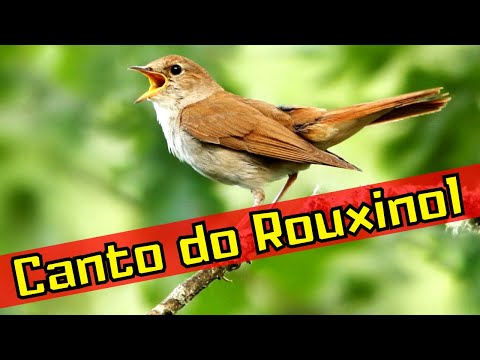 Canto do Rouxinol - Rouxinol Cantando