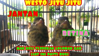 Download lagu distinguishing between male and female bamboo/mountain lolohan tledekan with high accuracy mp3