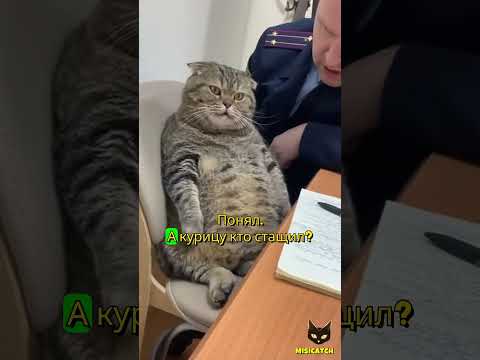 🐾 Допрос кота Барсика! Следователь в шоке от ответов! 😂