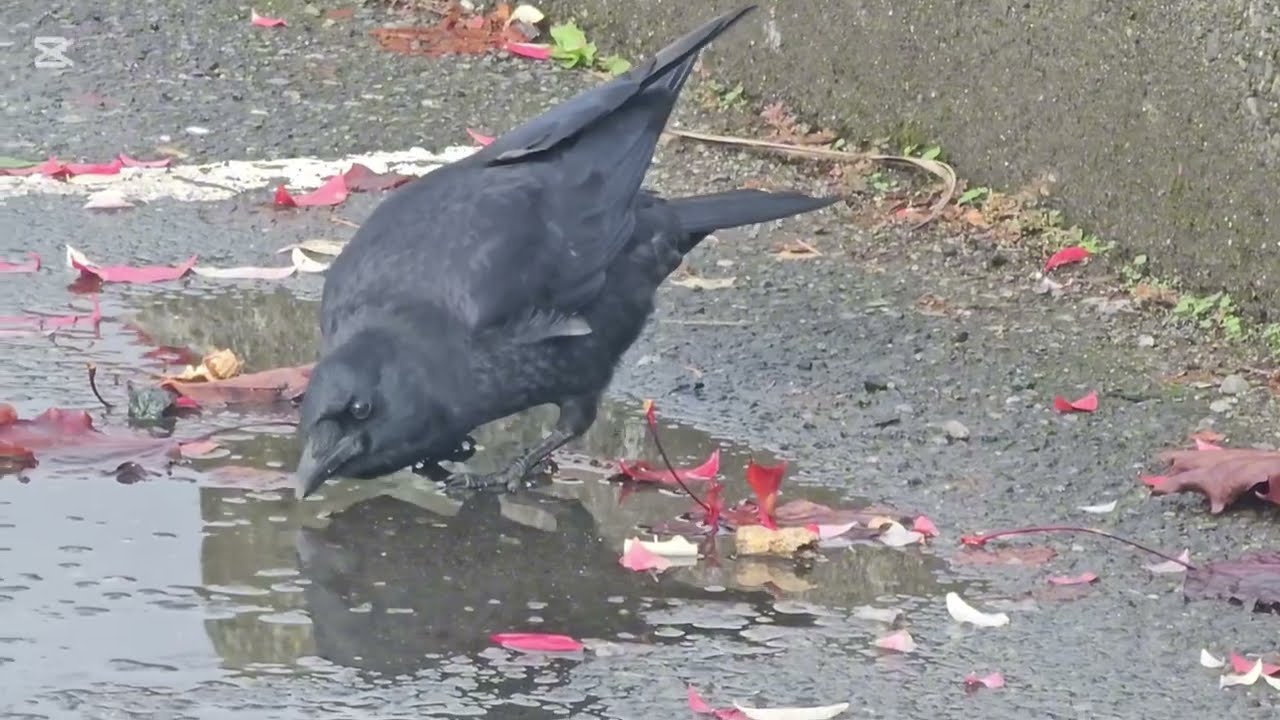 Crows Love Peanuts #crows #ravens