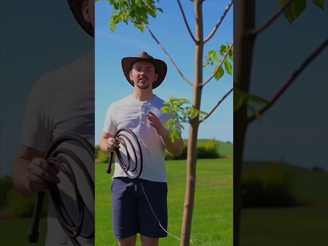 Vídeo relacionado con Indiana Jones Style Bull Whip - Látigo de Toro de 6 pies y 8 Trenzas de Piel de Vaca Real, Color Negro