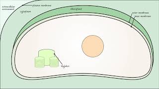 Photosynthesis - Photorespiration (pt 2)