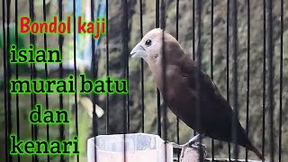 Download lagu Suara burung emprit kaji gacor Isian murai batu dan kenari 298 mp3